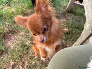 Chihuahua dogs - Advert 27