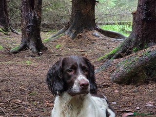 English Springer Spaniel dogs for stud: English Springer Spaniel at Stud - Advert 1