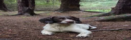 English Springer Spaniel dogs for stud: English Springer Spaniel at Stud  - Advert 4