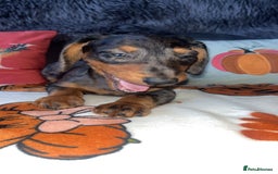 Doxiepoo dogs for sale: House trained READY NOW FOR THERE FOREVER HOMES ❤️ - Image 24