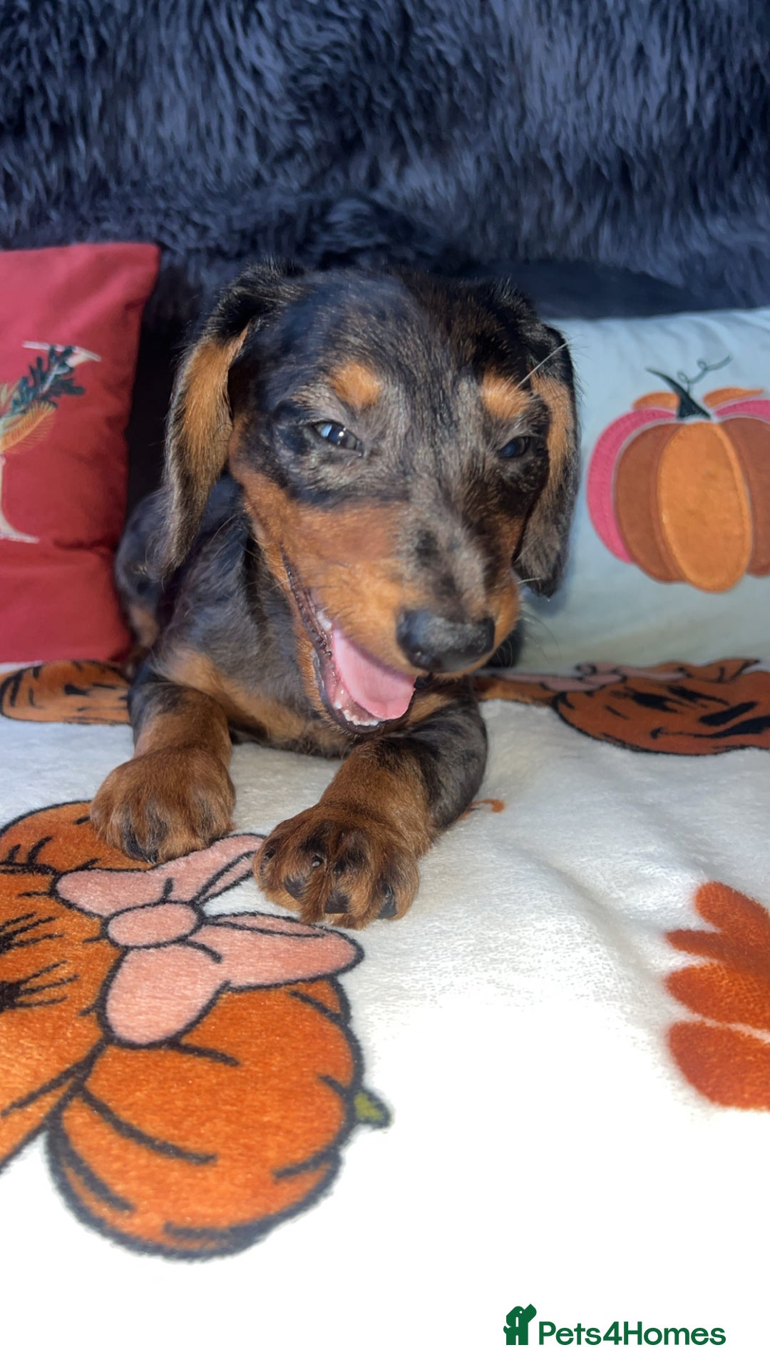 Doxiepoo dogs for sale: House trained READY NOW FOR THERE FOREVER HOMES ❤️ - Image 24