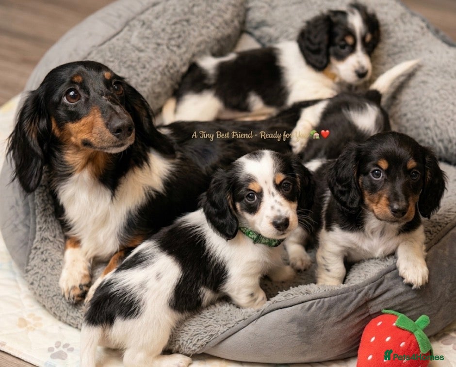 Miniature Dachshund dogs The Piebald Boys are here! 🐾 - Advert 1