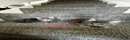 Mixed Breed cats for sale: 4 grey Tabby Kittens  - Advert 3
