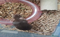 Mouse rodents for sale: 1 male and 4 female mice  - Image 8