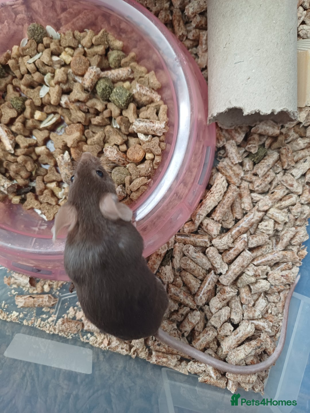 Mouse rodents for sale: 1 male and 4 female mice  - Image 8