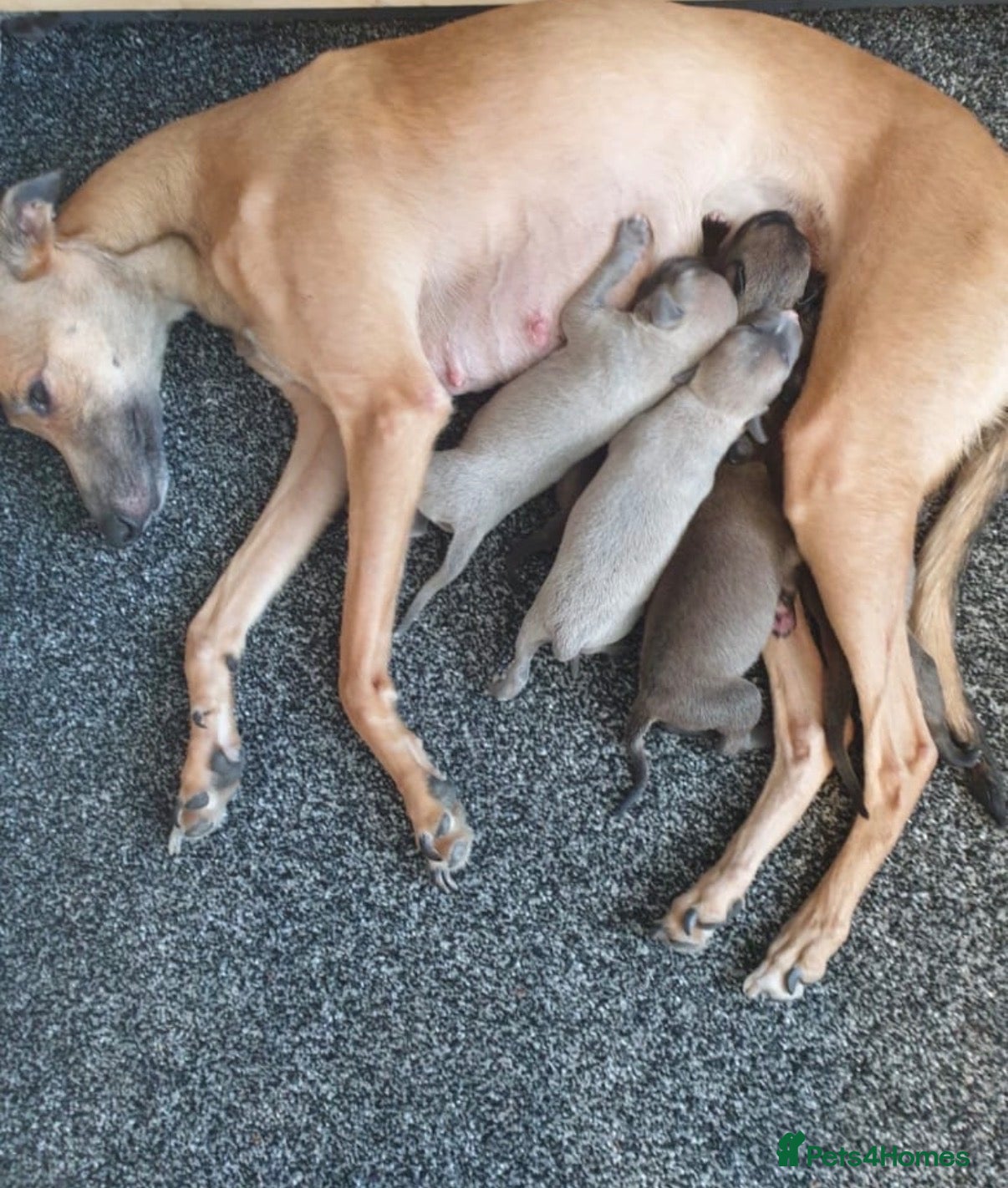 Whippet dogs Whippet puppies  - Advert 5