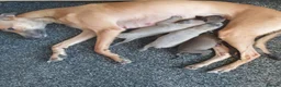Whippet dogs for sale: Whippet puppies  - Advert 1