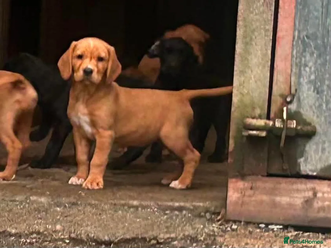 Springador dogs for sale: Adorable Springador puppies  - Advert 30