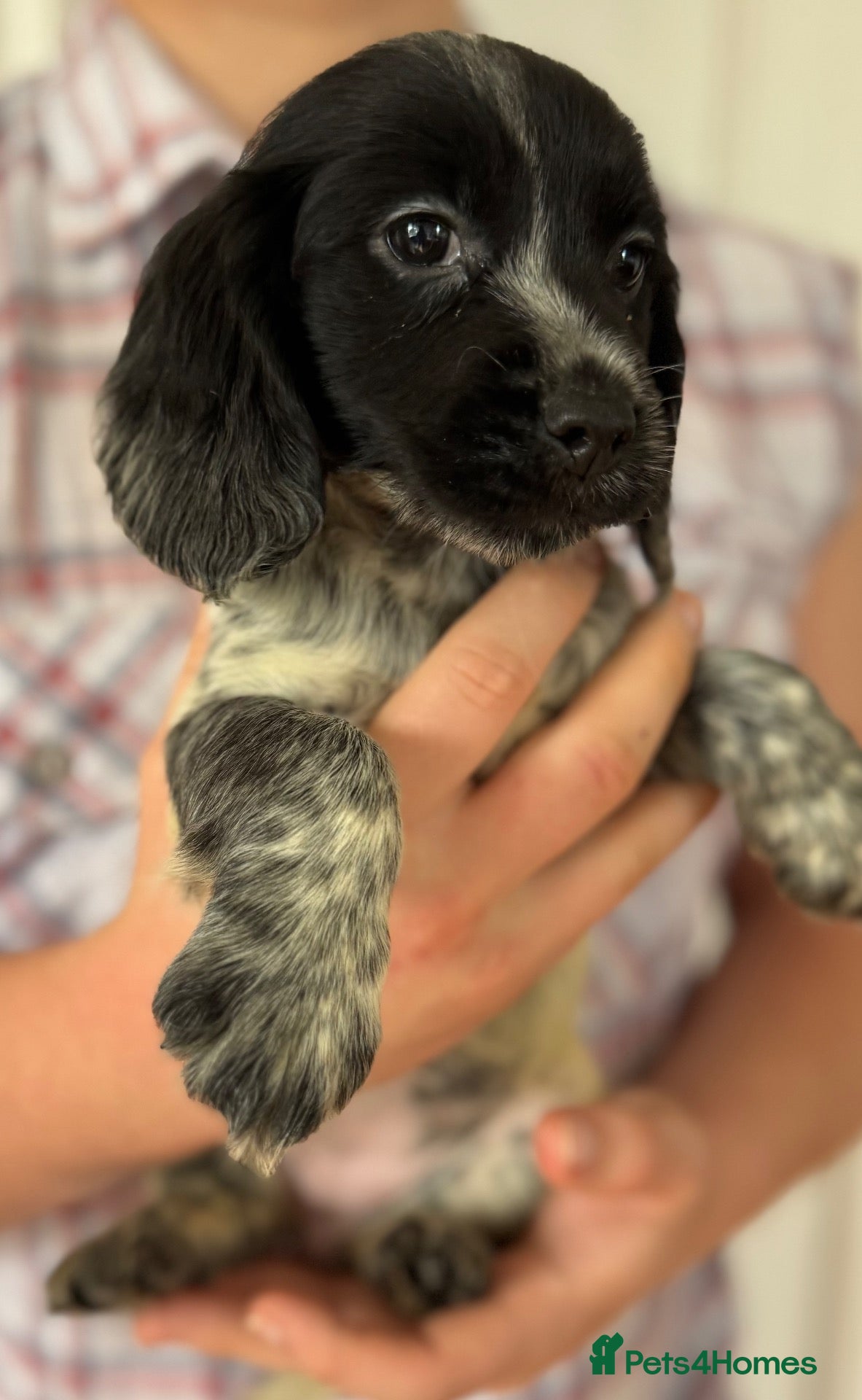 Cockapoo dogs for sale: DNA clear Stunning F1b Miniature Cockapoos - Advert 2