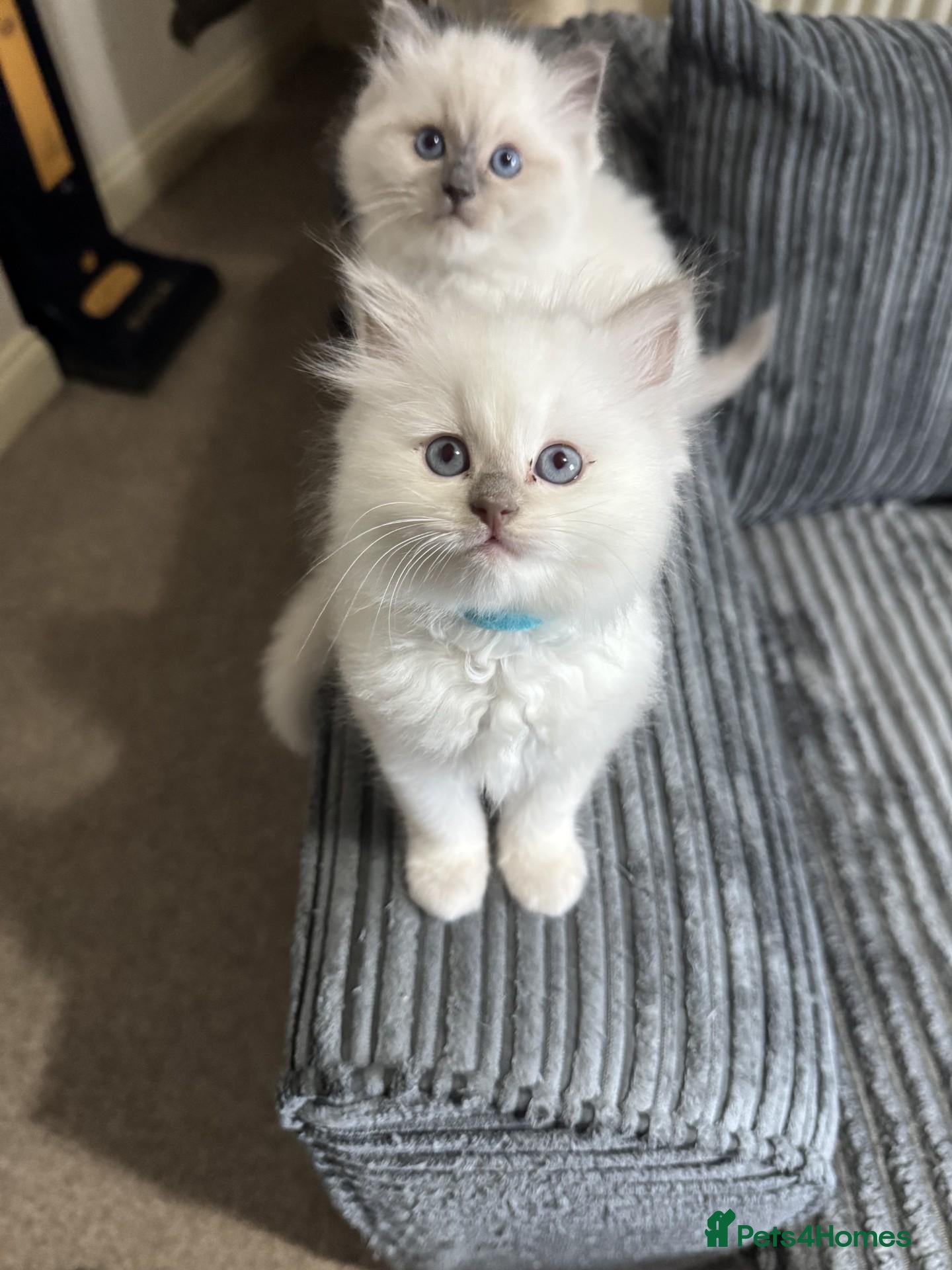 Ragdoll cats 🐾 TICA registered Ragdoll Kittens 🐾 - Advert 1