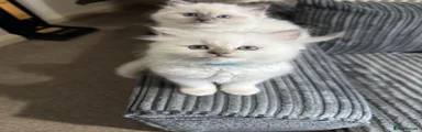 Ragdoll 4 GIRl
