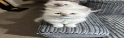 Ragdoll cats for sale: 🐾 TICA registered Ragdoll Kittens 🐾 in Dewsbury - Advert 19