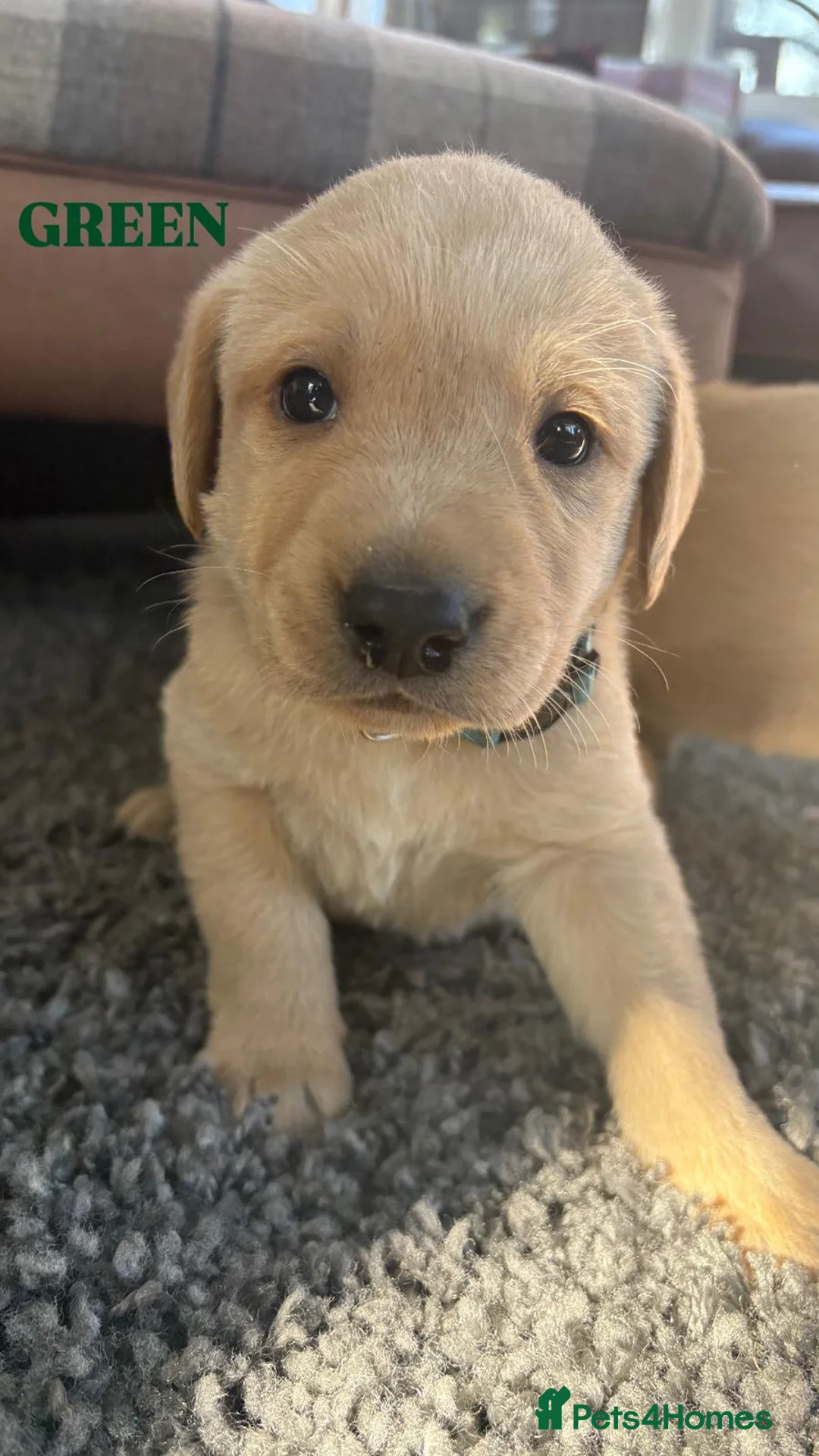 Labrador Retriever dogs for sale: Beautiful KC Golden Labrador Puppies for Sale in Washington - Advert 1