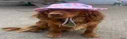 Cockapoo dogs for sale: Puppies for sale - Advert 7