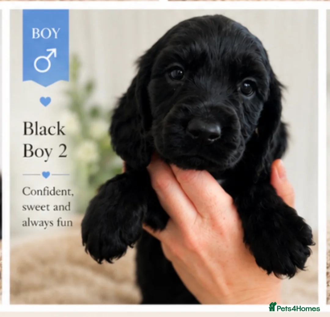 Cocker Spaniel dogs for sale: Adorable show type cocker spaniel puppy’s  - Advert 2