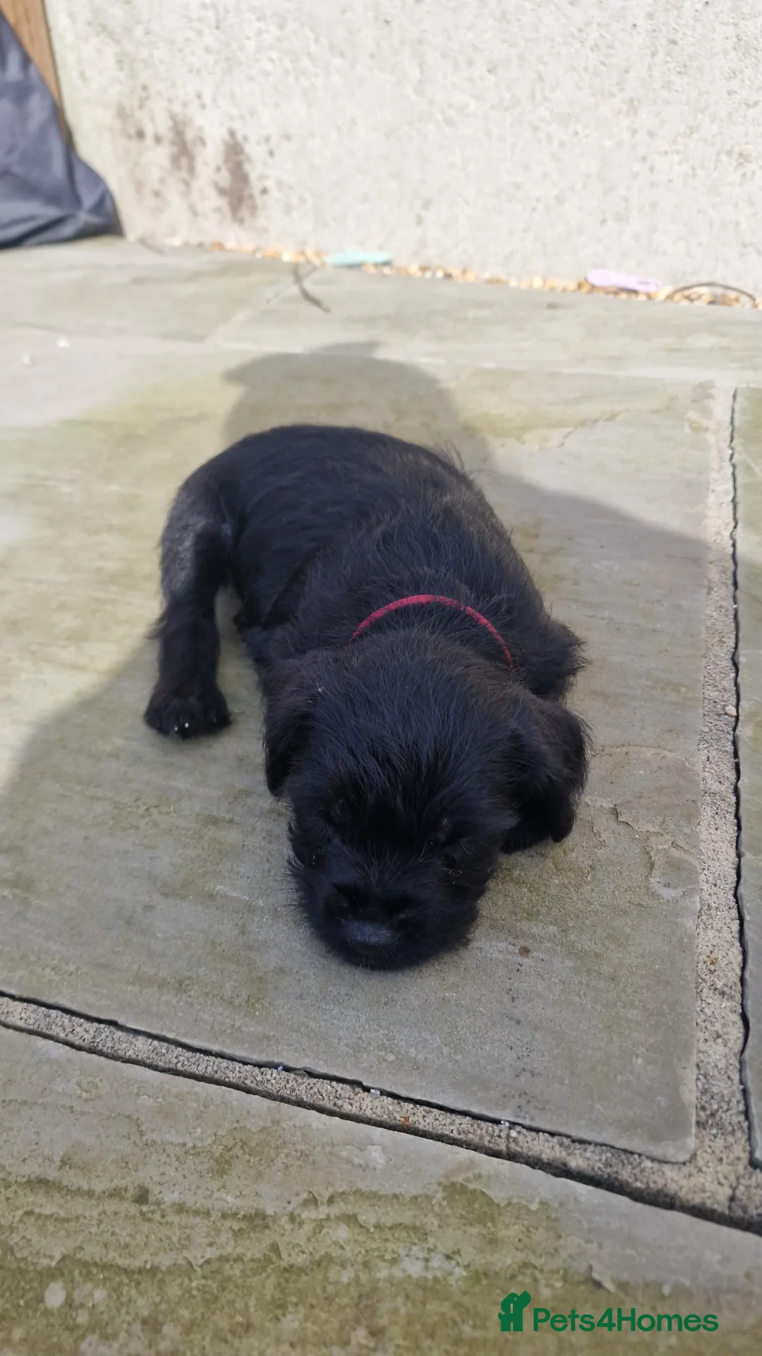 Patterdale Terrier dogs for sale: Patterdale bitch ready to go in Folkestone - Advert 2
