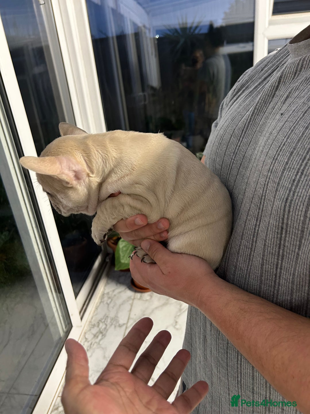 French Bulldog dogs for sale: 3 Extremely beautiful French bull terriers kc reg  - Advert 5