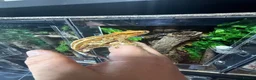 Gecko reptiles for sale: Various crested geckos for sale  - Advert 7