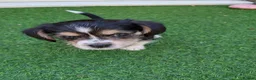 Mixed Breed dogs for sale: Cavajack x Pomeranian puppies  in Dereham - Advert 30