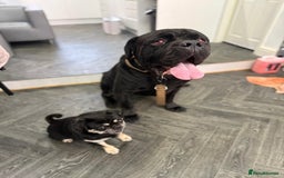 Cane Corso dogs for sale: My two boys  - Image 1