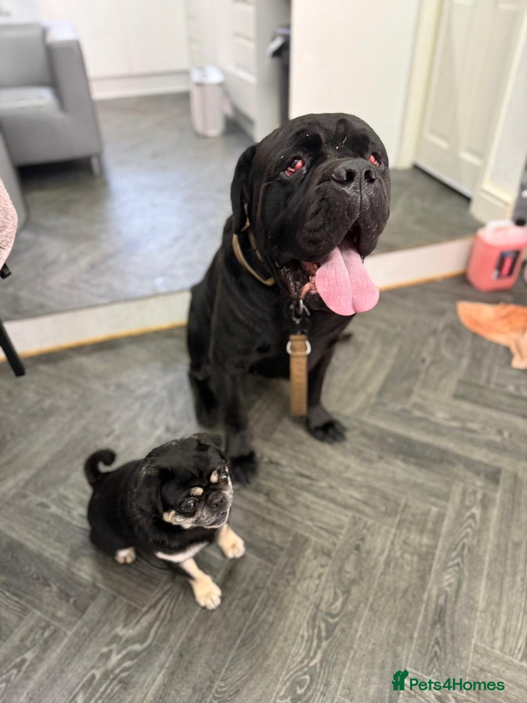 Cane Corso dogs for sale: My two boys  - Image 1