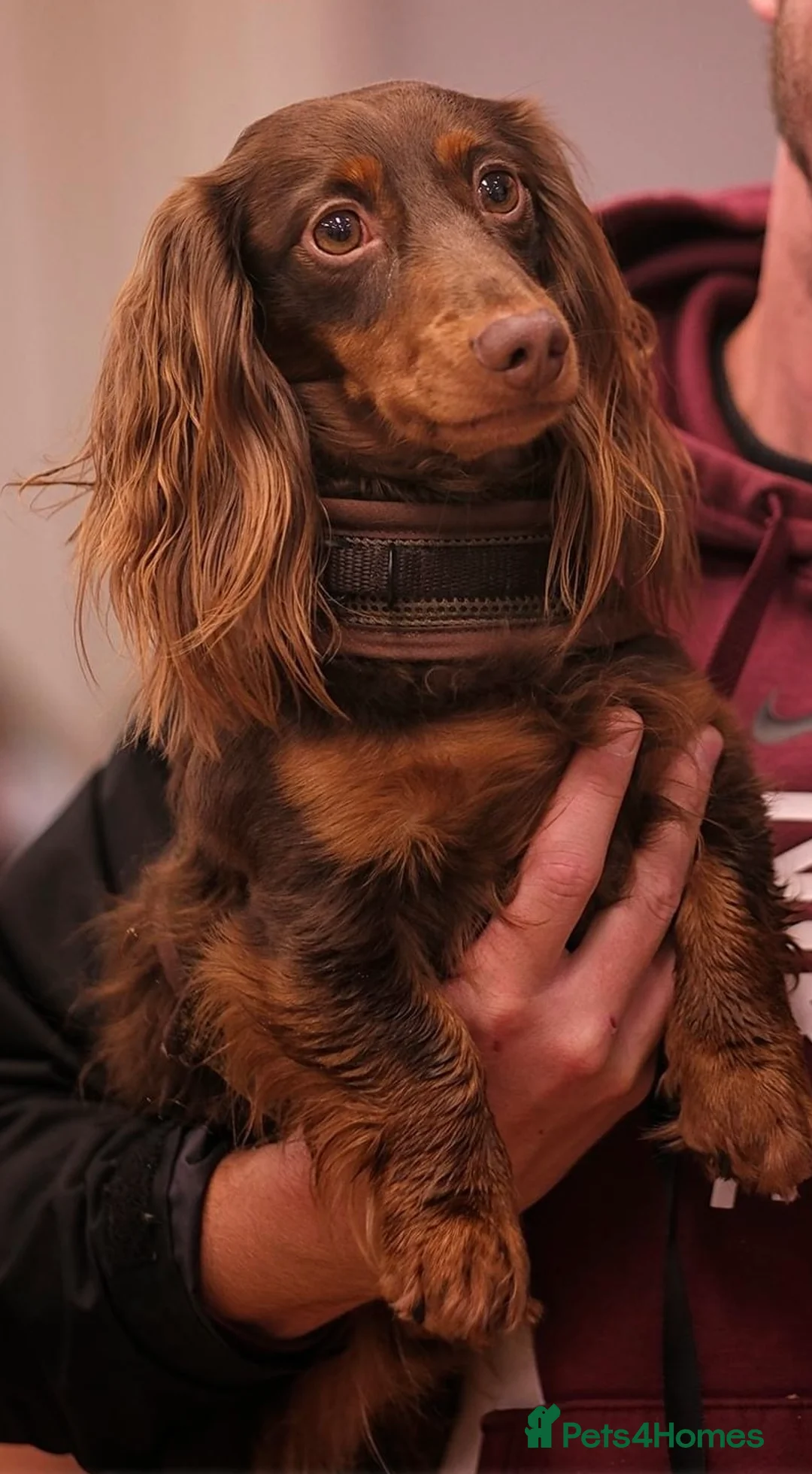 Miniature Dachshund dogs for stud: Rolo the long haired dachshund  in Pentre - Advert 1
