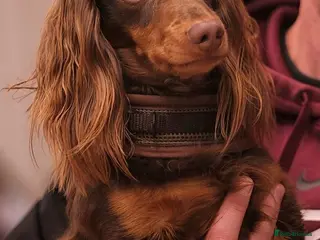 Miniature Dachshund dogs Rolo the long haired dachshund in Pentre - Advert 1