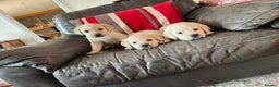 Labrador Retriever dogs for sale: KC reg health tested chunky white Labradors - Advert 14