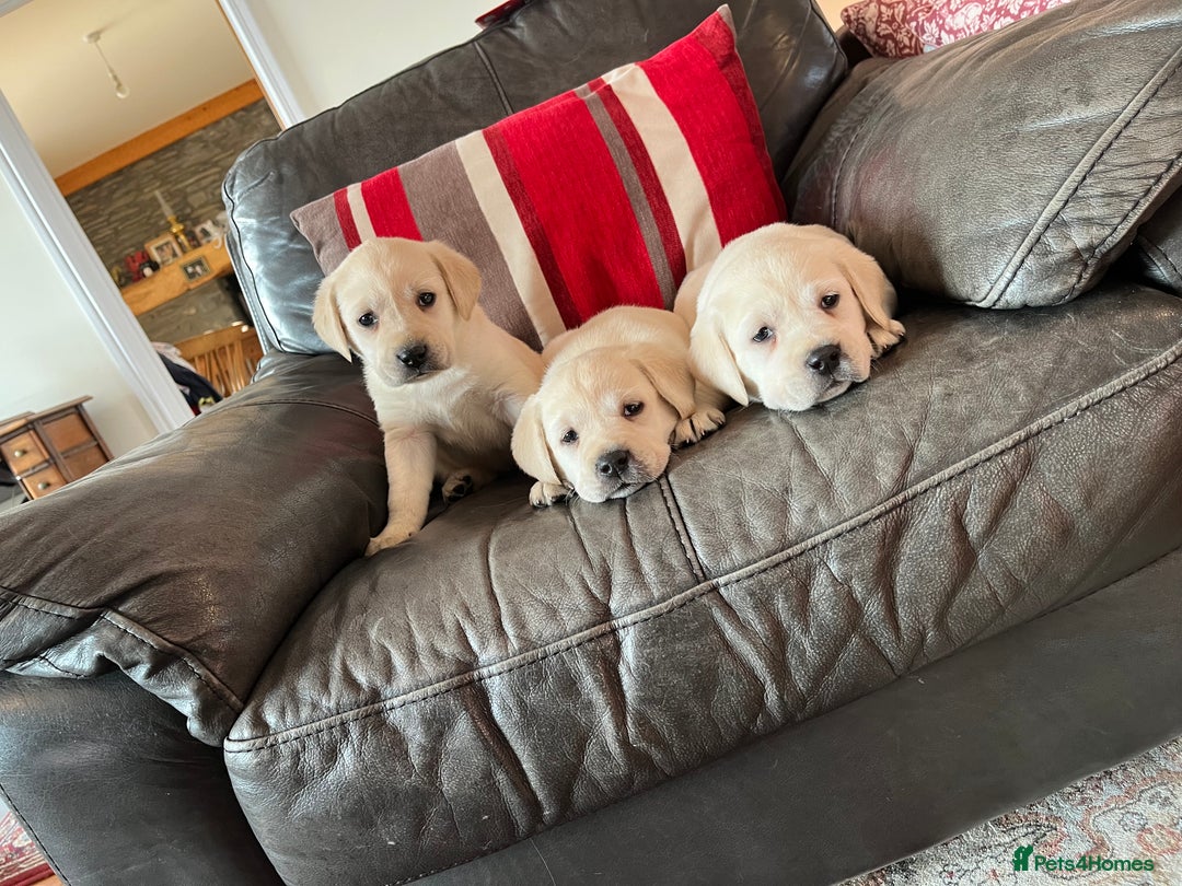 Labrador Retriever dogs for sale: KC reg health tested chunky white Labradors - Advert 14