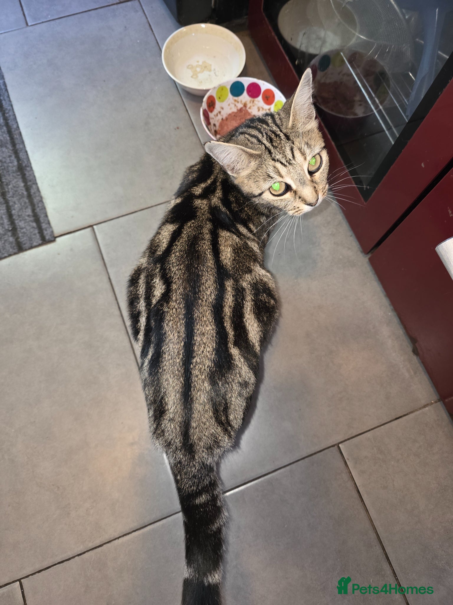 Mixed Breed cats for sale: Bengal mix in Margate - Advert 1