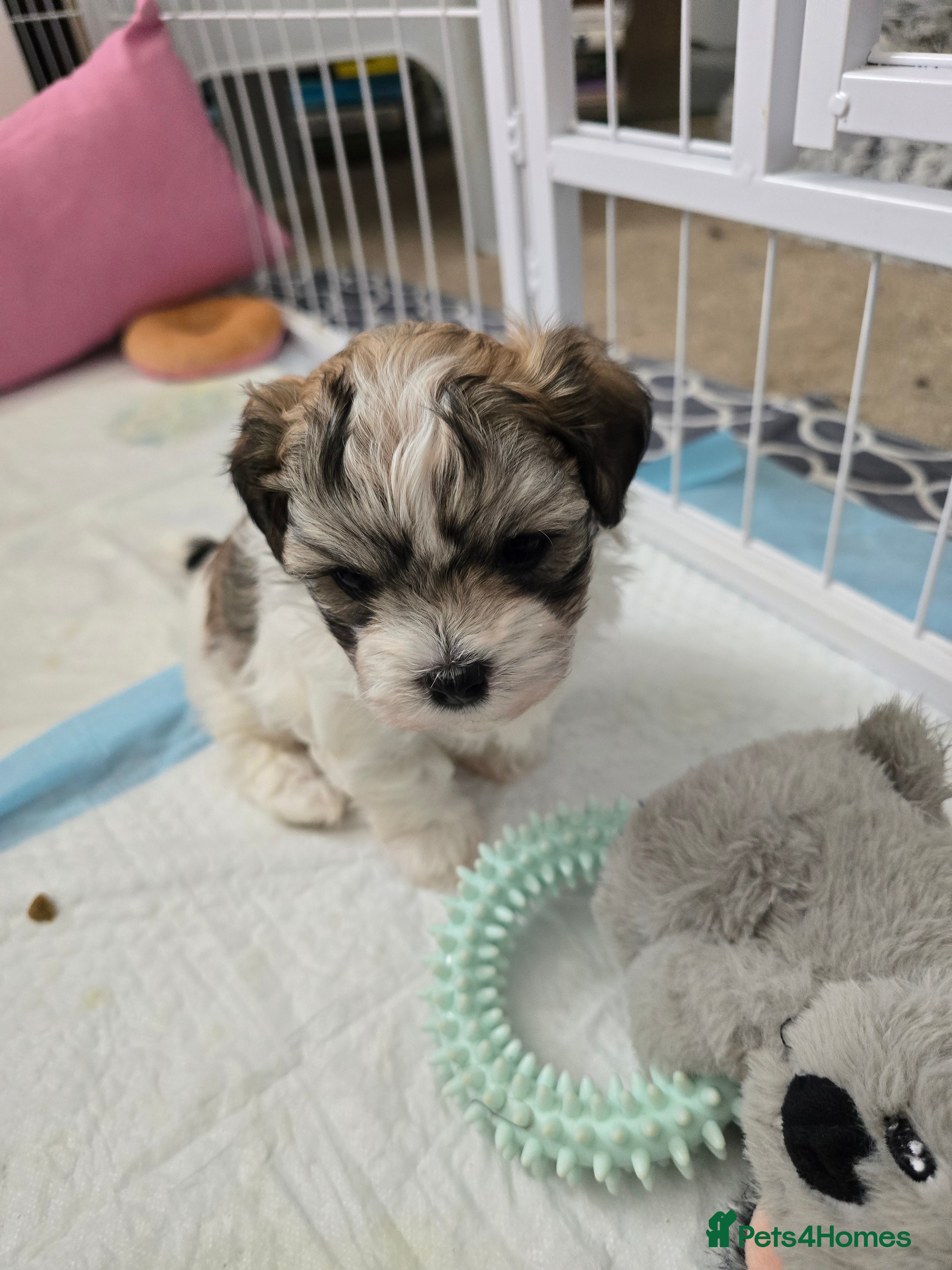 Havanese dogs KC Reg'd Havanese from Health Tested parents - Advert 4