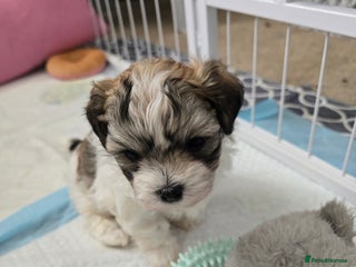 Havanese dogs KC Reg'd Havanese from Health Tested parents - Advert 4