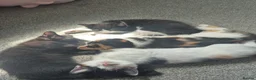 Domestic Shorthair cats for sale: Male kittens  in Norwich - Advert 2