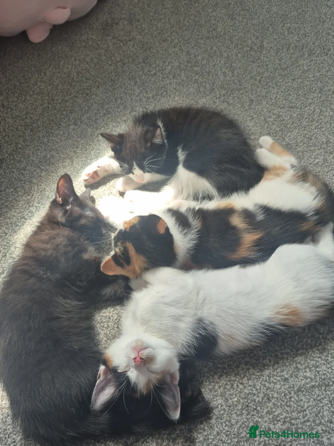 Domestic Shorthair cats for sale: Male kittens  in Norwich - Advert 2