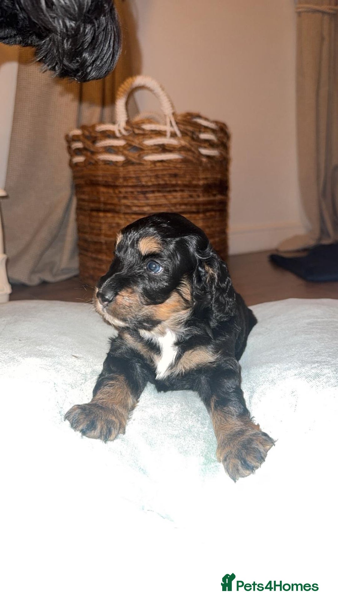 Cockapoo dogs for sale: CHAMPION COCKAPOO - Advert 29