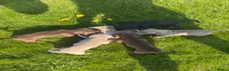 Dachshund dogs for sale: Dachshund puppies - Advert 2