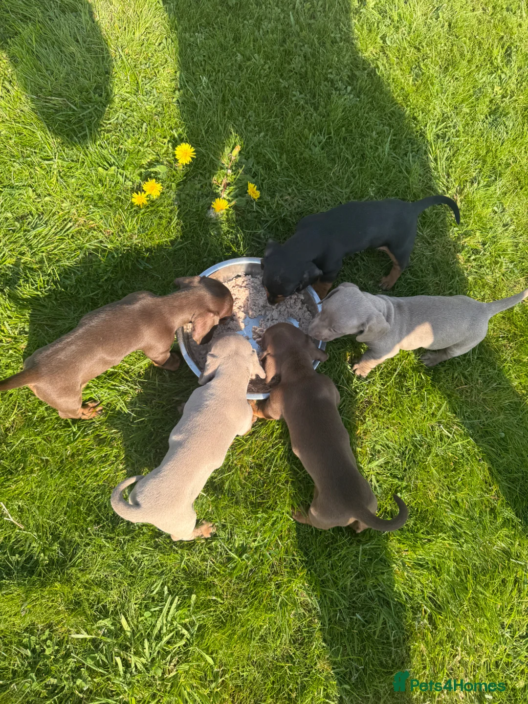 Dachshund dogs for sale: Dachshund puppies - Advert 2