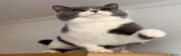 British Shorthair cats for sale: British shorthair boy  - Advert 8