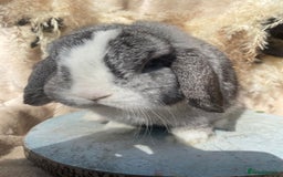 Mini Lop rabbits for sale: Mini lop  - Image 1