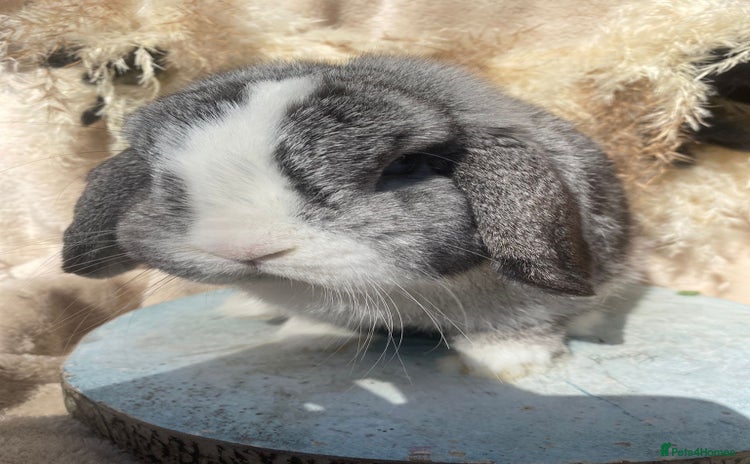 Mini Lop rabbits - Advert 5