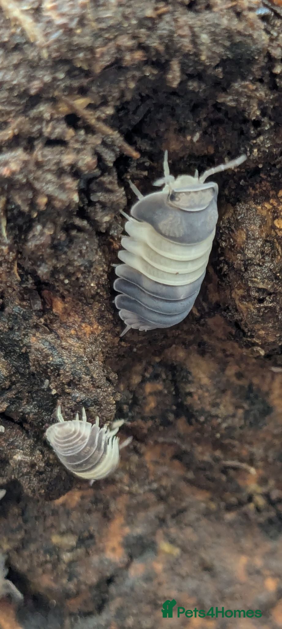 Isopods invertebrates Panda King Isopods  - Advert 1