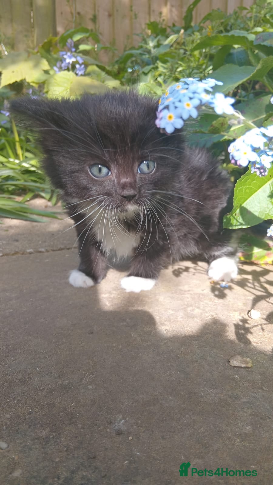 Persian cats 6 Persian Kittens black and black & White. - Advert 15