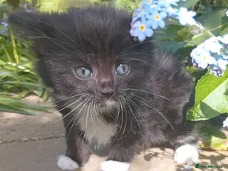 Persian cats 6 Persian Kittens black and black & White. - Advert 15