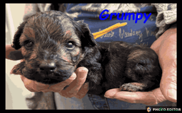 Yorkiepoo dogs for sale:  Adorable YorkiePoo Pups Looking for Loving Homes  - Image 14