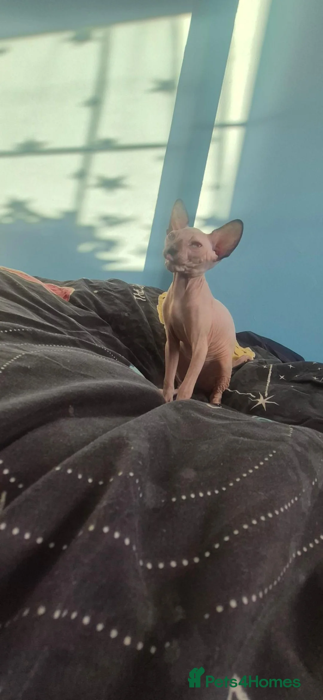 Sphynx cats for sale: Adorable kittens in Warrington - Advert 9