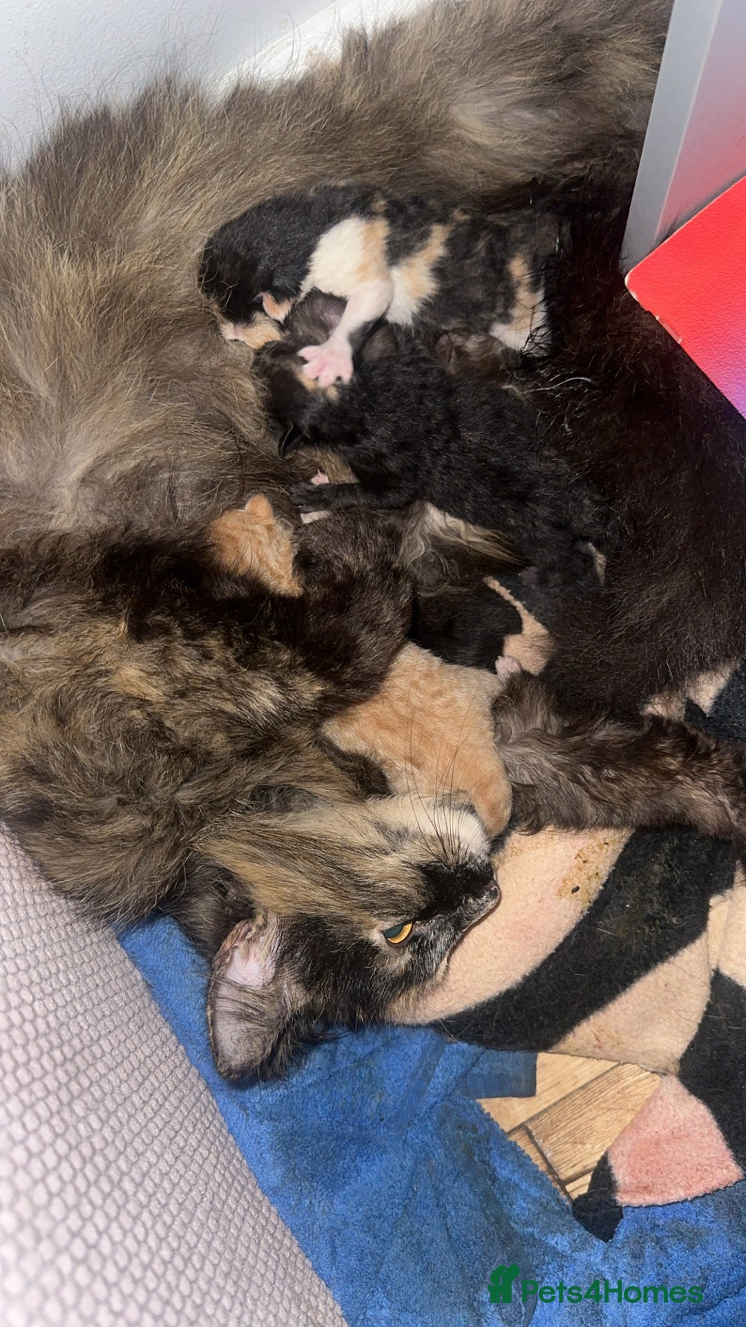 Domestic Shorthair cats for sale: Nwf cross - Image 8
