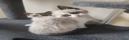 Siamese cats for sale: ❤️❤️❤️ Adorable blue-point Siamese kittens ❤️❤️❤️  - Advert 30