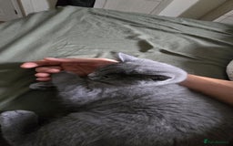 British Shorthair cats for sale: Stunning Pedigree British Shorthair Kittens in Portsmouth - Image 24