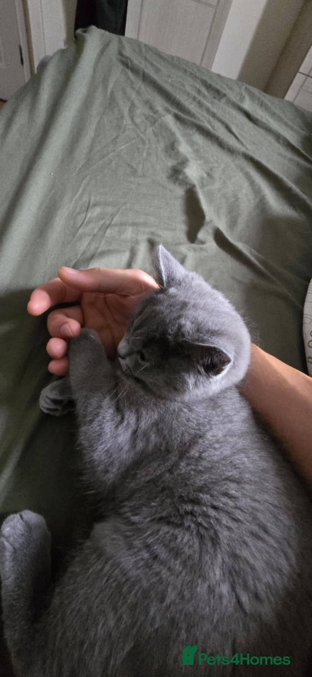 British Shorthair cats for sale: Stunning Pedigree British Shorthair Kittens in Portsmouth - Image 24
