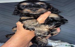 Cockapoo dogs for sale: Gorgeous cockapoo puppies  - Image 2